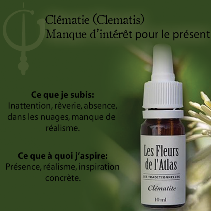 Clematis Fleurs de Bach sans alcool - Fleurs de l'Atlas 30 ml (Clématite) Fleurs de l'Atlas - Sans alcool 3 - mesfleursdebach.co