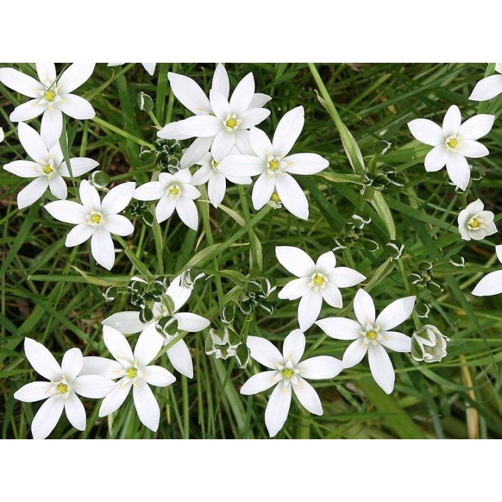 Les élixirs floraux du Dr Bach de Julian & Martine Barnard - Healing-Herbs [product.brand] 4 - mesfleursdebach.com 