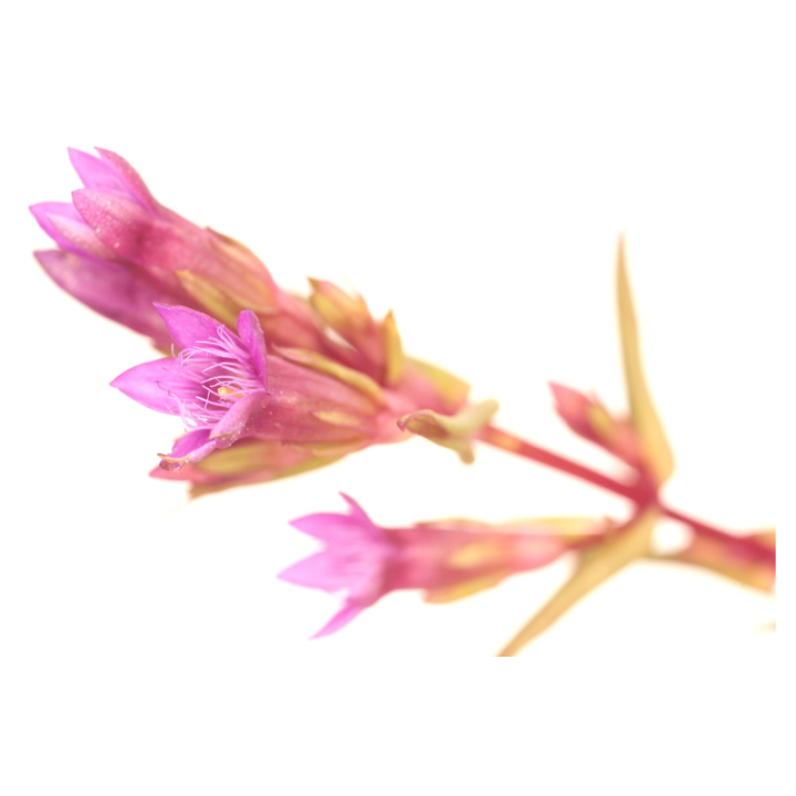 Gentian Fleurs de Bach sans alcool - Fleurs de l'Atlas 30 ml (Gentiane) Fleurs de l'Atlas - Sans alcool 2 - mesfleursdebach.com 
