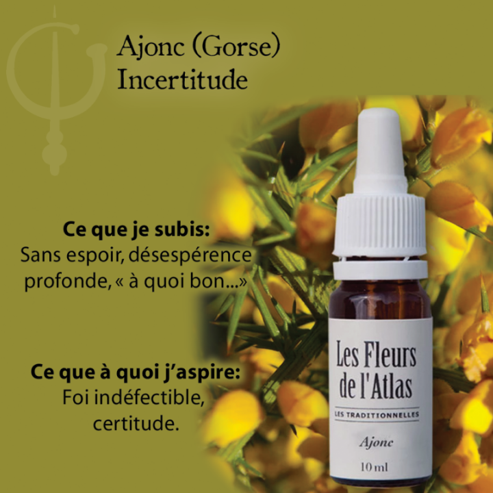 Gorse Fleurs de Bach sans alcool - Fleurs de l'Atlas 30 ml (Ajonc) Fleurs de l'Atlas - Sans alcool 3 - mesfleursdebach.com 