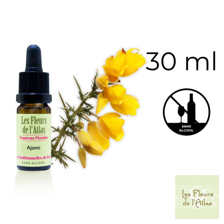 Gorse Fleurs de Bach sans alcool - Fleurs de l'Atlas 30 ml (Ajonc) Fleurs de l'Atlas - Sans alcool 1 - mesfleursdebach.com 