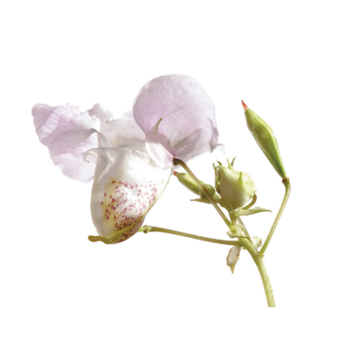 Impatiens Fleurs de Bach sans alcool - Fleurs de l'Atlas 30 ml (Impatiente) Fleurs de l'Atlas - Sans alcool 2 - mesfleursdebach.