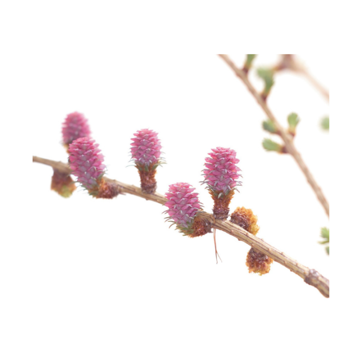 Larch Fleurs de Bach sans alcool - Fleurs de l'Atlas 30 ml (Mélèze) Fleurs de l'Atlas - Sans alcool 2 - mesfleursdebach.com 