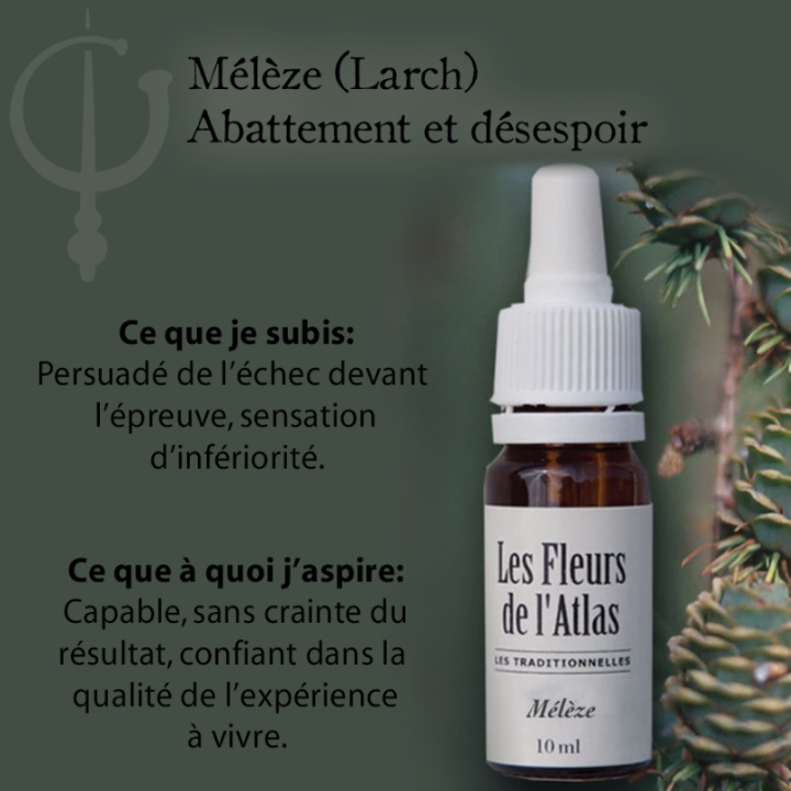 Larch Fleurs de Bach sans alcool - Fleurs de l'Atlas 30 ml (Mélèze) Fleurs de l'Atlas - Sans alcool 3 - mesfleursdebach.com 