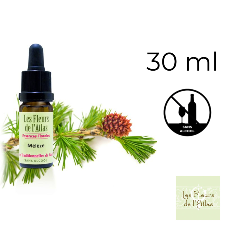 Larch Fleurs de Bach sans alcool - Fleurs de l'Atlas 30 ml (Mélèze) Fleurs de l'Atlas - Sans alcool 1 - mesfleursdebach.com 