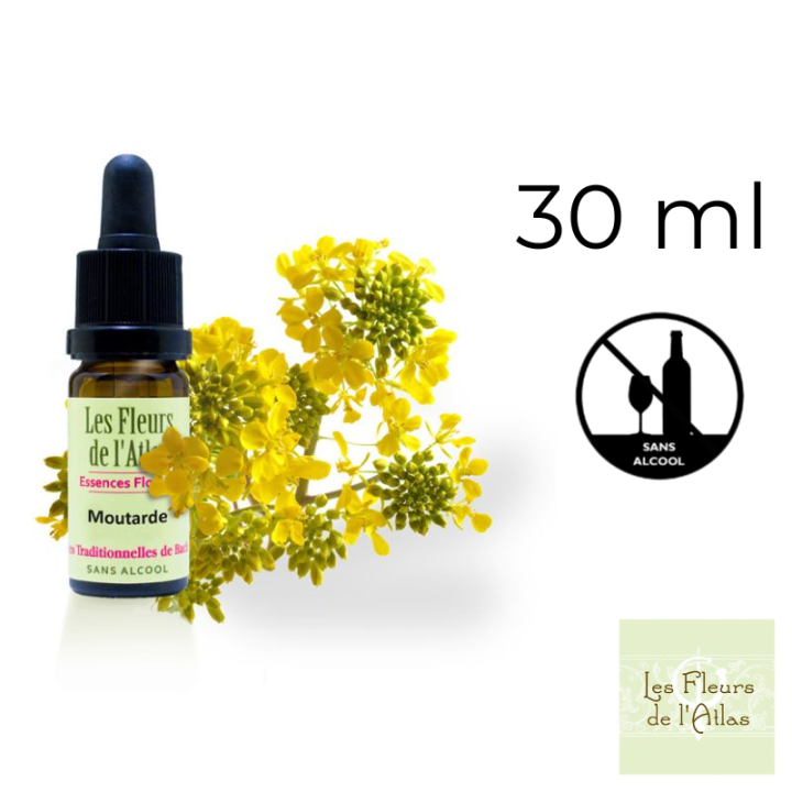 Mustard Fleurs de Bach sans alcool - Fleurs de l'Atlas 30 ml (Moutarde) Fleurs de l'Atlas - Sans alcool 1 - mesfleursdebach.com 