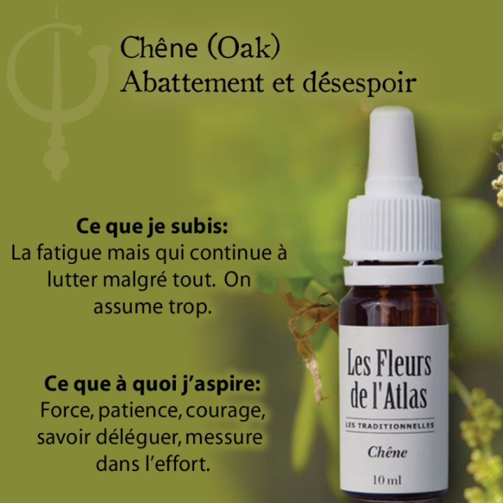 Oak Fleurs de Bach sans alcool - Fleurs de l'Atlas 30 ml (Chêne) Fleurs de l'Atlas - Sans alcool 3 - mesfleursdebach.com 