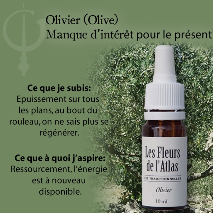 Olive Fleurs de Bach sans alcool - Fleurs de l'Atlas 30 ml (Olive) Fleurs de l'Atlas - Sans alcool 3 - mesfleursdebach.com 