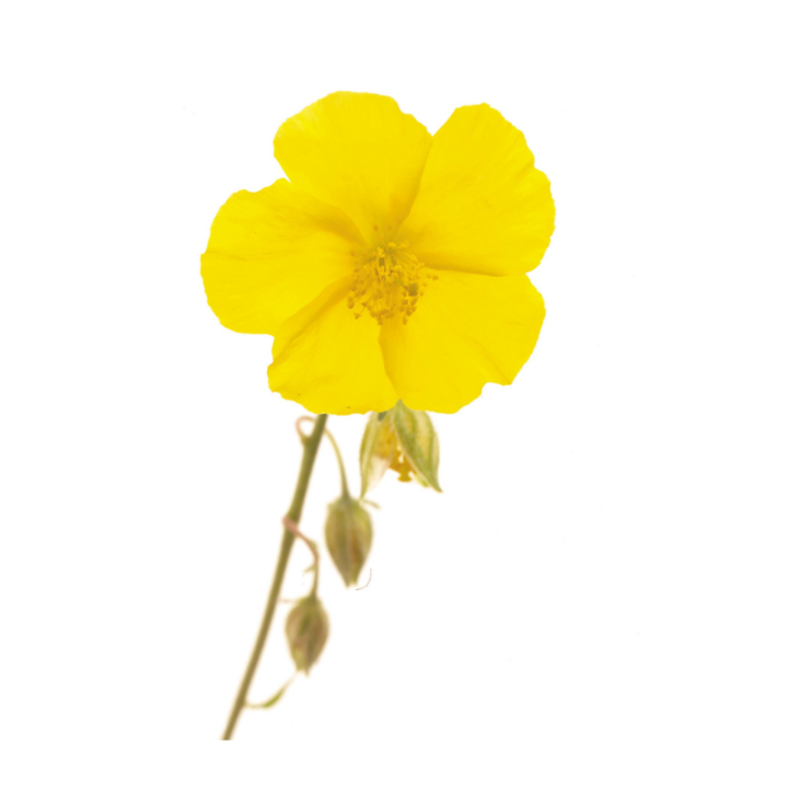 Rock Rose Fleurs de Bach sans alcool - Fleurs de l'Atlas 30 ml (Hélianthème) Fleurs de l'Atlas - Sans alcool 2 - mesfleursdebach