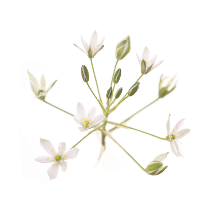 Star of Bethlehem Fleurs de Bach sans alcool - Fleurs de l'Atlas 30 ml (Étoile de Bethléem) Fleurs de l'Atlas - Sans alcool 2 - 