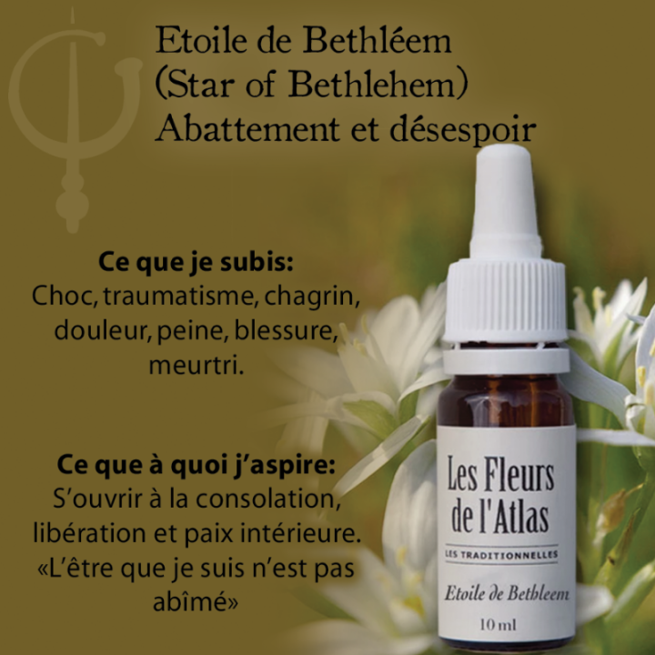 Star of Bethlehem Fleurs de Bach sans alcool - Fleurs de l'Atlas 30 ml (Étoile de Bethléem) Fleurs de l'Atlas - Sans alcool 3 - 