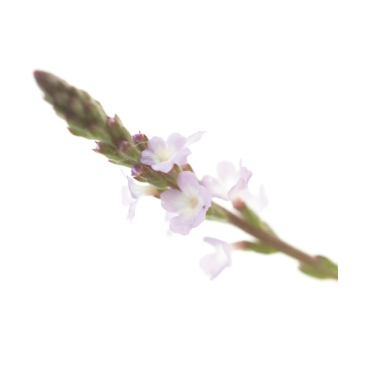 Vervain Fleurs de Bach sans alcool - Fleurs de l'Atlas 30 ml (Verveine) Fleurs de l'Atlas - Sans alcool 2 - mesfleursdebach.com 