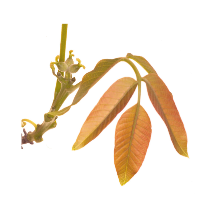 Walnut Fleurs de Bach sans alcool - Fleurs de l'Atlas 30 ml (Noyer) Fleurs de l'Atlas - Sans alcool 2 - mesfleursdebach.com 