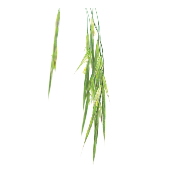 Wild Oat Fleurs de Bach sans alcool - Fleurs de l'Atlas 30 ml (Folle Avoine) Fleurs de l'Atlas - Sans alcool 2 - mesfleursdebach