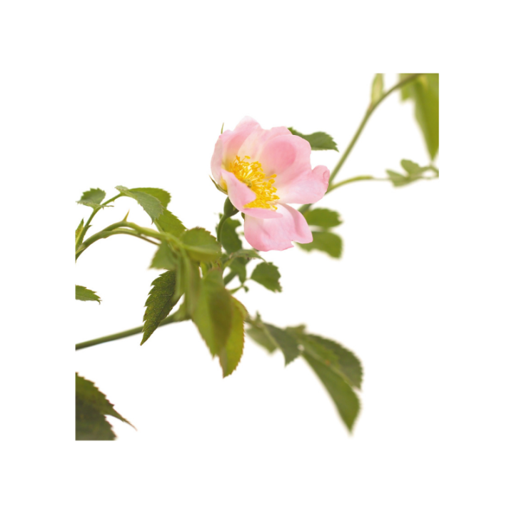 Wild Rose Fleurs de Bach sans alcool - Fleurs de l'Atlas 30 ml (Églantine) Fleurs de l'Atlas - Sans alcool 2 - mesfleursdebach.c