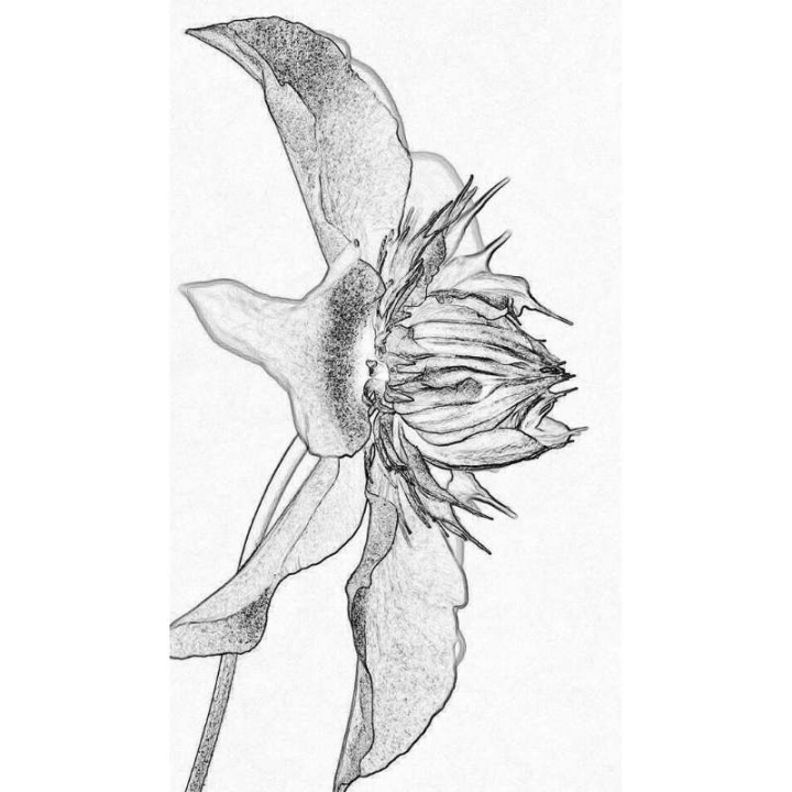 ElixSir - Dr Bach -Valérie Knight Mes Fleurs de BACH 6 - mesfleursdebach.com 