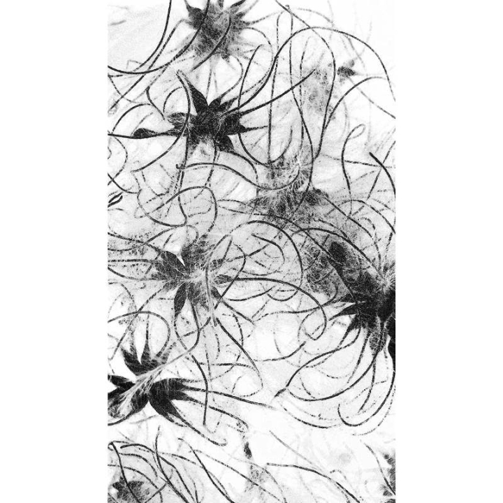 ElixSir - Dr Bach -Valérie Knight Mes Fleurs de BACH 7 - mesfleursdebach.com 