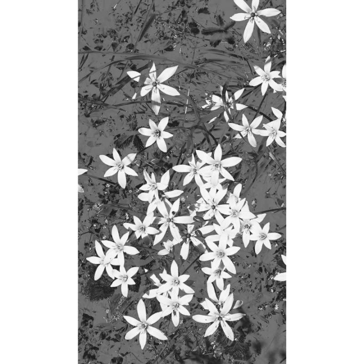 ElixSir - Dr Bach -Valérie Knight Mes Fleurs de BACH 9 - mesfleursdebach.com 