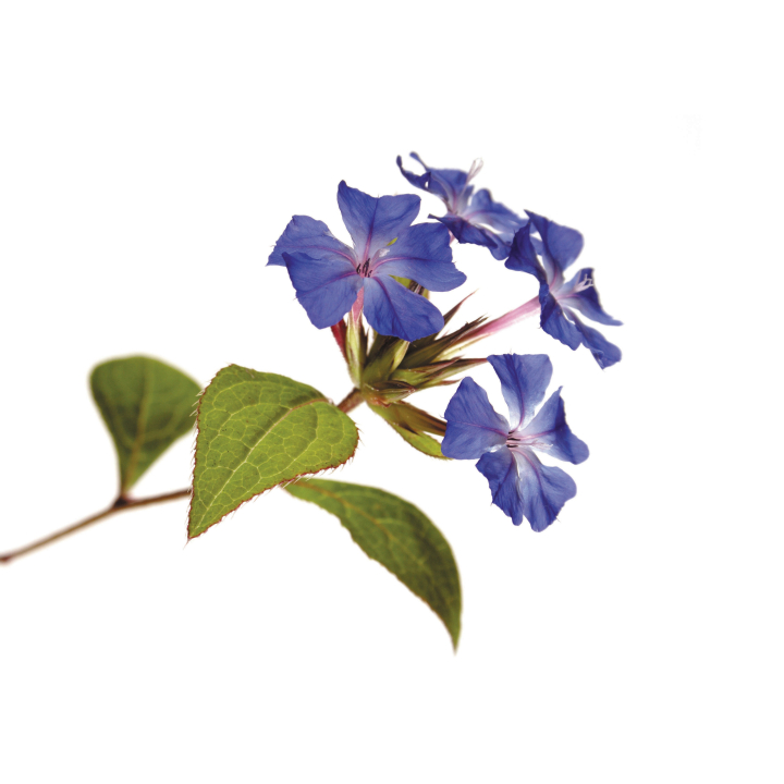 DVD - "A la recherche de Cerato" Mes Fleurs de BACH 2 - mesfleursdebach.com 