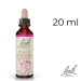 Star of Bethlehem Bach Original - Fleur de Bach Authentique 20 ml (Étoile de Bethléem)