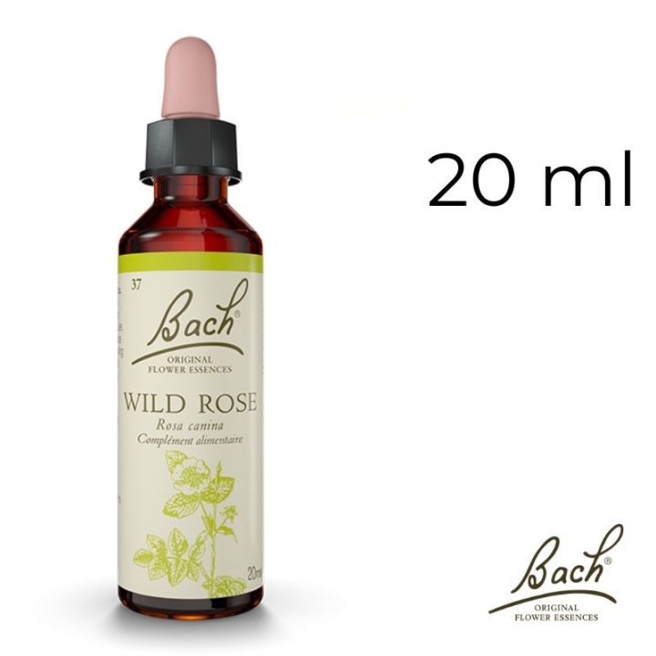 Wild Rose Bach Original - Fleur de Bach Authentique 20 ml (Églantine) Bach Original Nelsons 1 - mesfleursdebach.com 