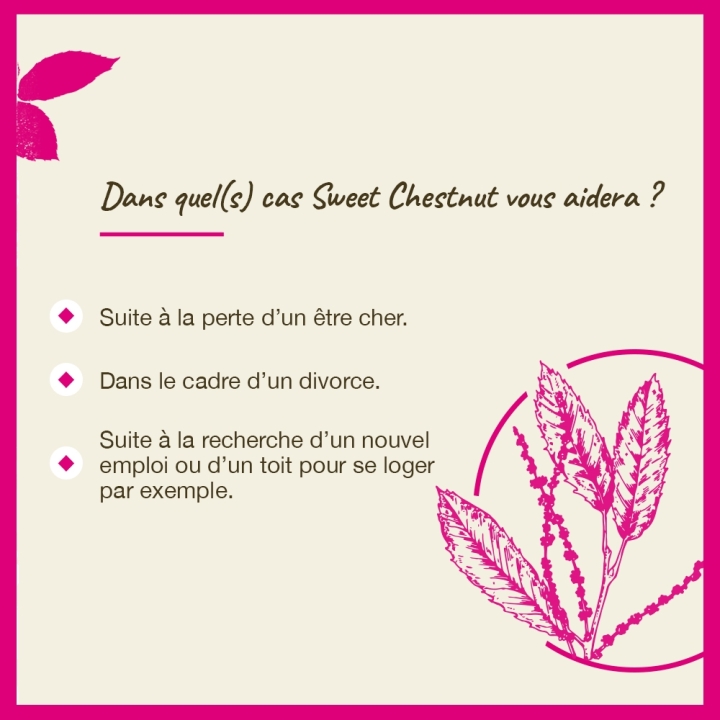 Sweet Chestnut Bach Original - Fleur de Bach Authentique 20 ml (Châtaignier) Bach Original Nelsons 4 - mesfleursdebach.com 