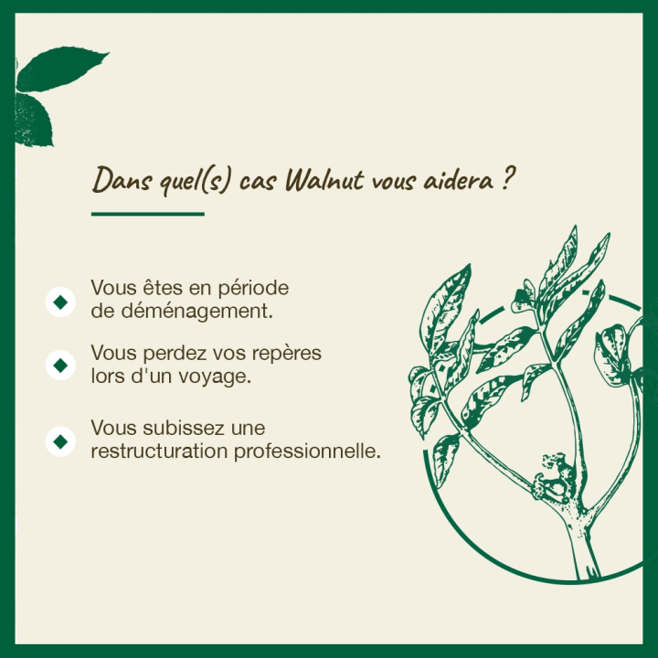 Walnut Bach Original - Fleur de Bach Authentique 20 ml (Noyer) Bach Original Nelsons 4 - mesfleursdebach.com 