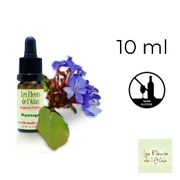 Cerato Fleurs de Bach sans alcool - Fleurs de l'Atlas 10 ml (Plumbago) Fleurs de l'Atlas - Sans alcool 1 - mesfleursdebach.com 