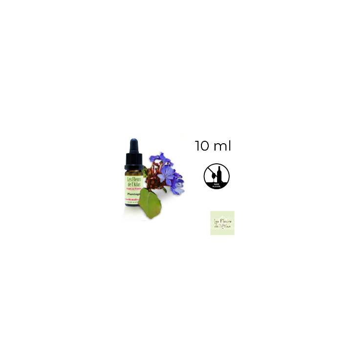 Cerato Fleurs de Bach sans alcool - Fleurs de l'Atlas 10 ml (Plumbago) Fleurs de l'Atlas - Sans alcool 1 - mesfleursdebach.com 