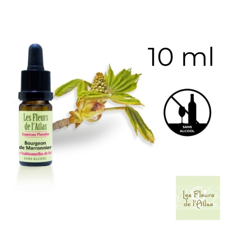 Chestnut Bud Fleurs de Bach sans alcool - Fleurs de l'Atlas 10 ml (Bourgeon de Marronnier) Fleurs de l'Atlas - Sans alcool 1 - m