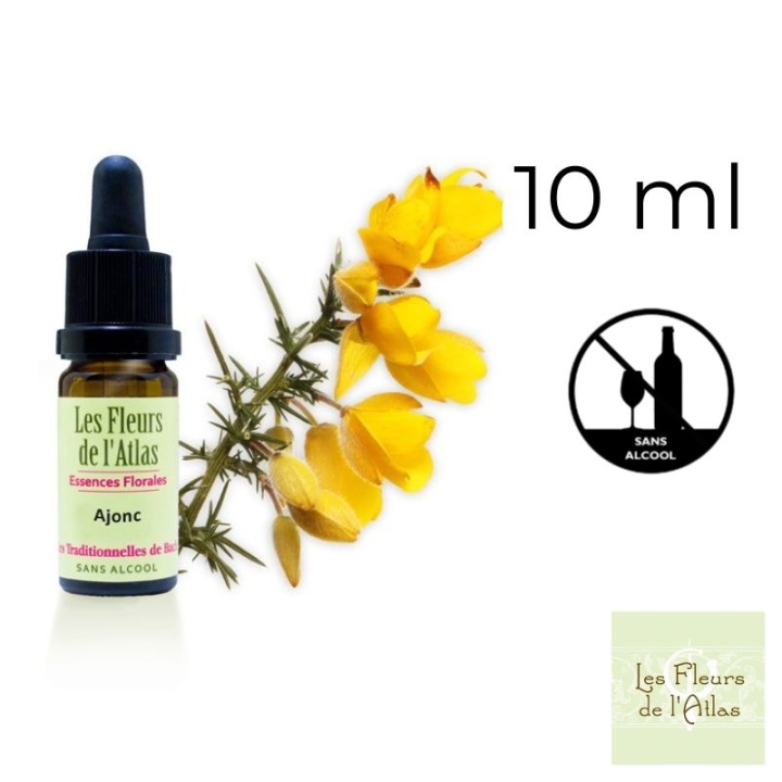 Gorse Fleurs de Bach sans alcool - Fleurs de l'Atlas 10 ml (Ajonc) Fleurs de l'Atlas - Sans alcool 1 - mesfleursdebach.com 