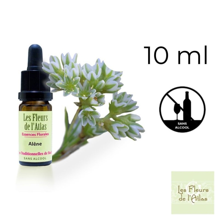 Scleranthus Fleurs de Bach sans alcool - Fleurs de l'Atlas 10 ml (Alène) Fleurs de l'Atlas - Sans alcool 1 - mesfleursdebach.com