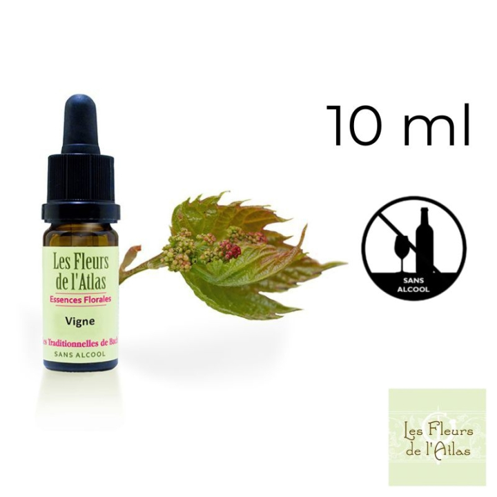 Vine Fleurs de Bach sans alcool - Fleurs de l'Atlas 10 ml (Vigne) Fleurs de l'Atlas - Sans alcool 1 - mesfleursdebach.com 