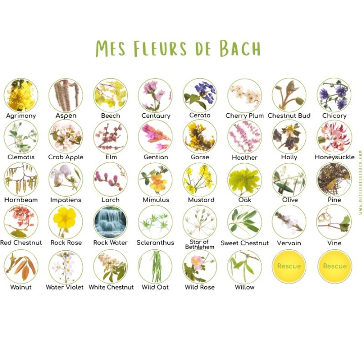 Coffret vide en chêne de Bourgogne pour Bach Original ou sans alcool Mes Fleurs de BACH 6 - mesfleursdebach.com 