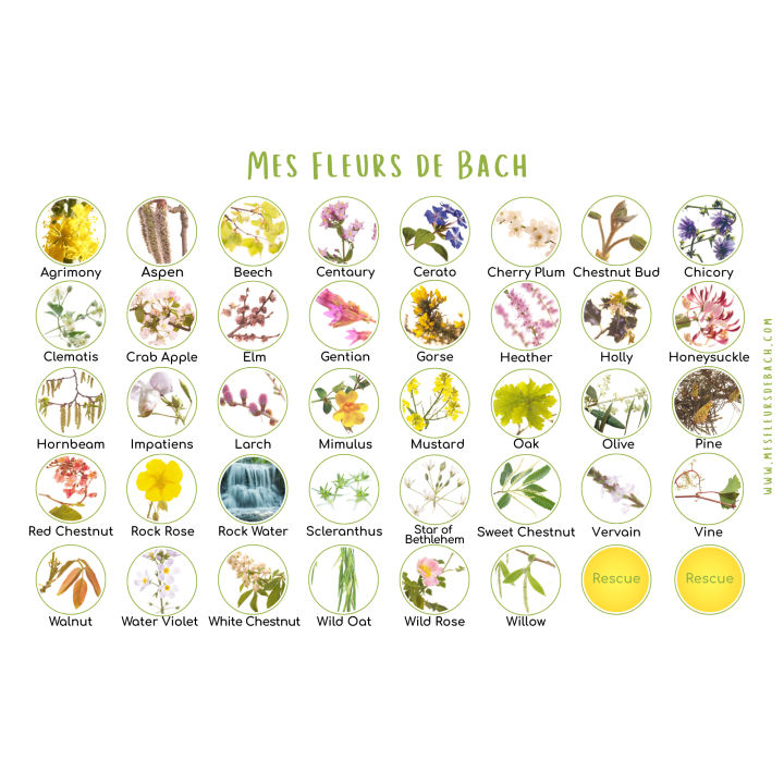 Coffret bois vide chêne healing herbs 10ml [product.brand] 3 - mesfleursdebach.com 