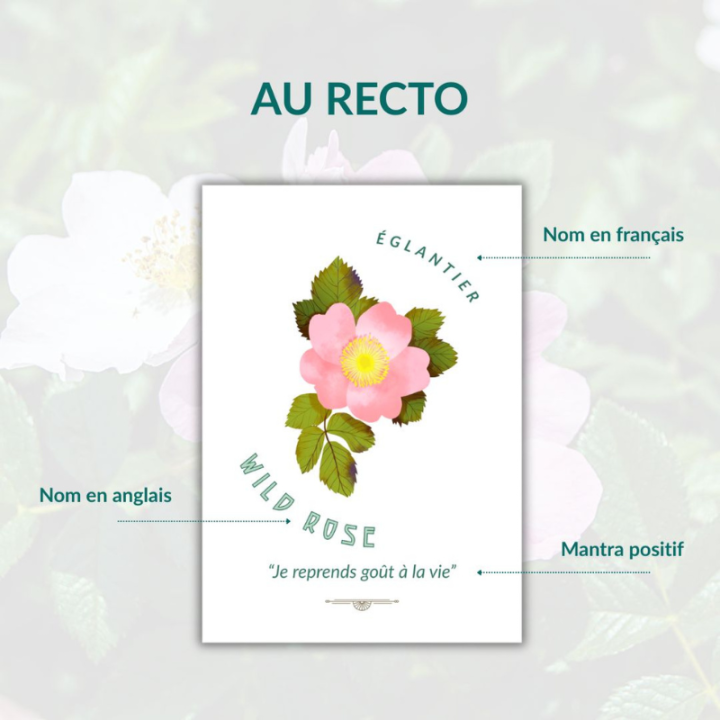 JEU DE CARTES MÉDITENFLEURS® - 39 Cartes illustrées sur les fleurs de Bach par Mathilde JUAN [product.brand] 4 - mesfleursdebach