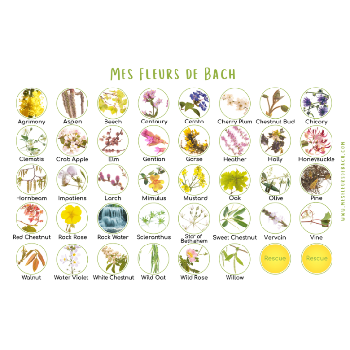 Coffret bois vide en chêne de Bourgogne pour 40 flacons 30 ml Mes Fleurs de BACH 3 - mesfleursdebach.com 