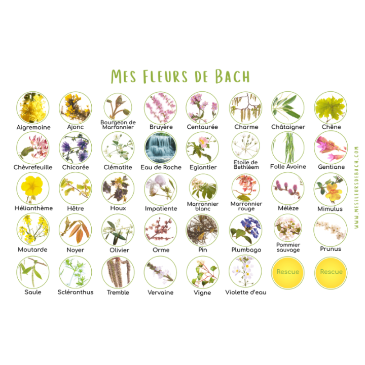 Coffret bois vide en chêne de Bourgogne pour 40 flacons 30 ml Mes Fleurs de BACH 4 - mesfleursdebach.com 