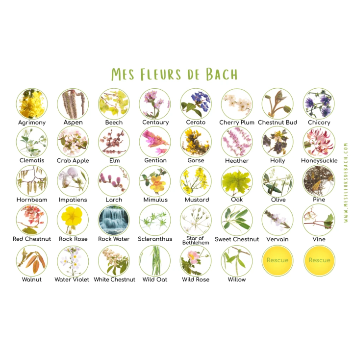 Coffret 38 Fleurs de Bach Original 20 ml + Rescue - Complet