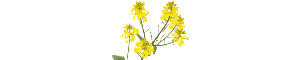 Mustard - Moutarde