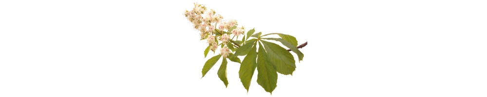 White Chestnut - Marronnier blanc