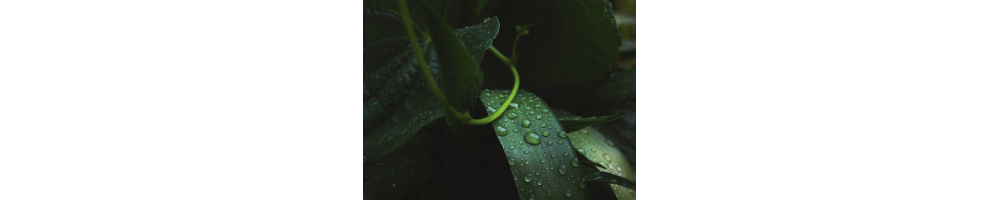 La botanique ou la découverte des fleurs dans leur milieu naturel