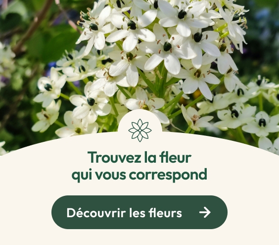 Trouvez la fleur de Bach qui vous correspond