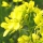Mustard - Moutarde des champs  – Sinapis arvensis