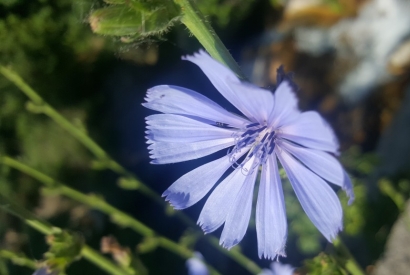 Chicory - La Fleur de chicorée