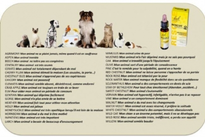 Fleurs de BACH pour les animaux: dosages et choix des élixirs...