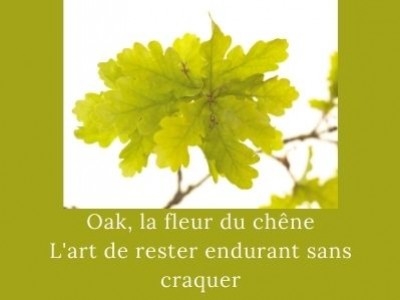 Oak - Le chêne: pour ceux qui luttent