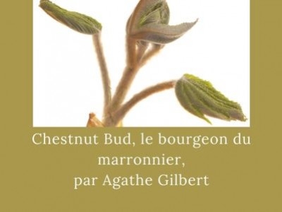 Chestnut Bud, le Bourgeon du marronnier par Agathe Gilbert