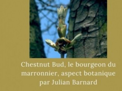 Le bourgeon du Marronnier, aspect botanique par Julian Barnard