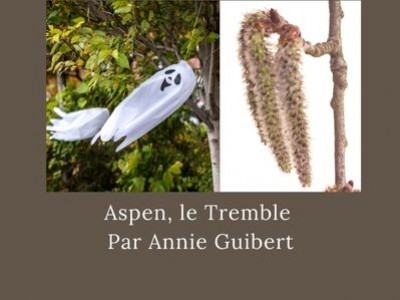 Aspen, le Tremble, par Annie Guibert